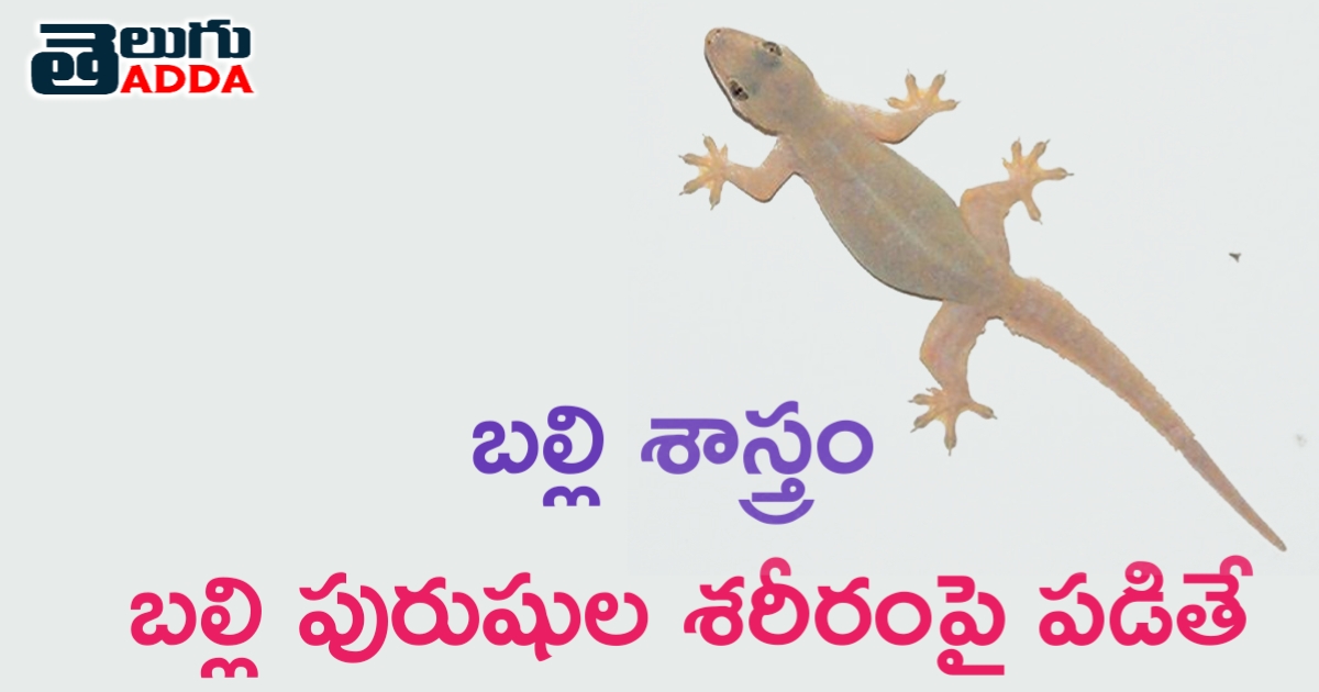 మగవారిపై బల్లి మీద పడ్డప్పుడు: