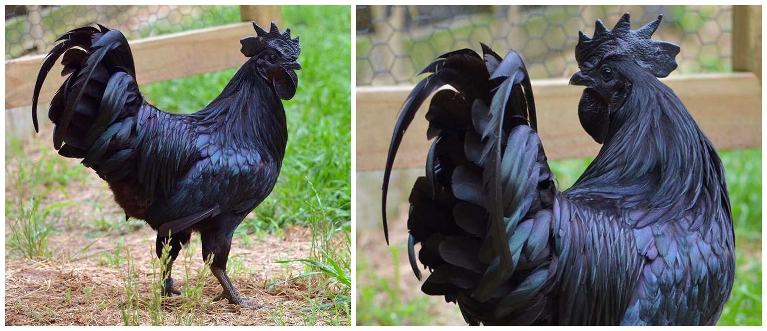 black-chicken