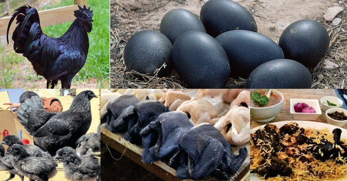 black-chicken