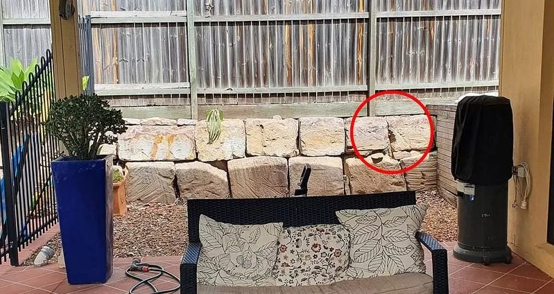 australia poisinous snake 2