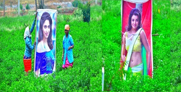tamanna, kajal flexis