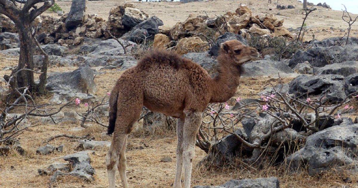 baby camel feature