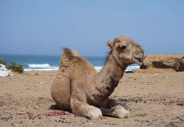 baby camel