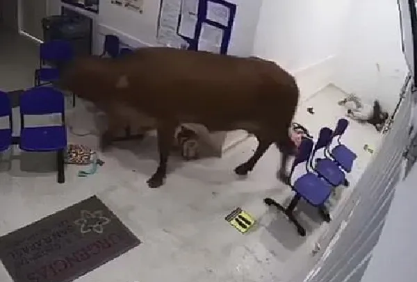 cow 
