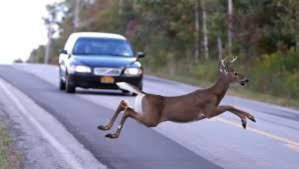 deer on road way