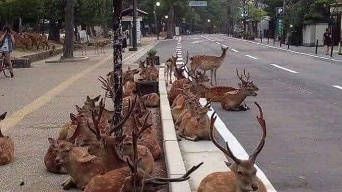 deers