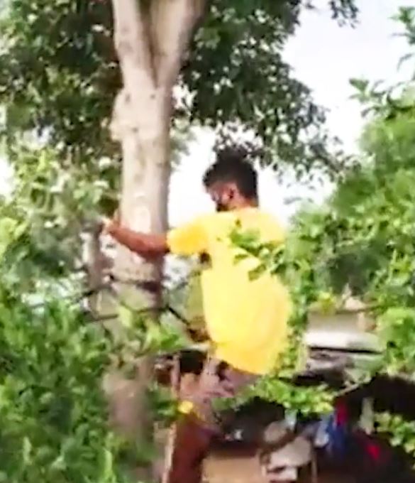 man sleeping on tree