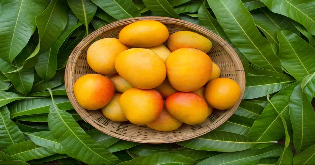 mangos