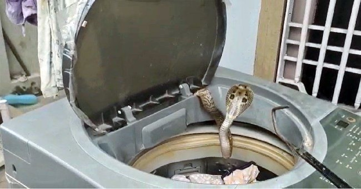 snake in washing machine
