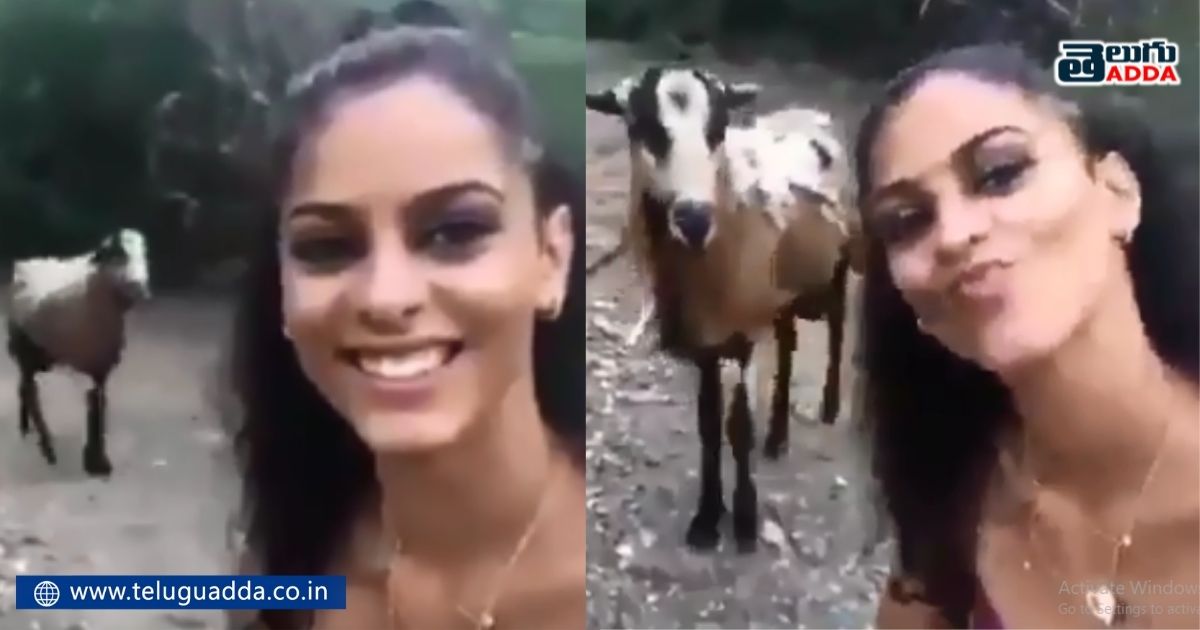 woman tries to take selfie with goat