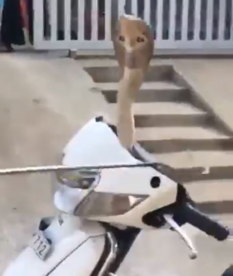 cobra