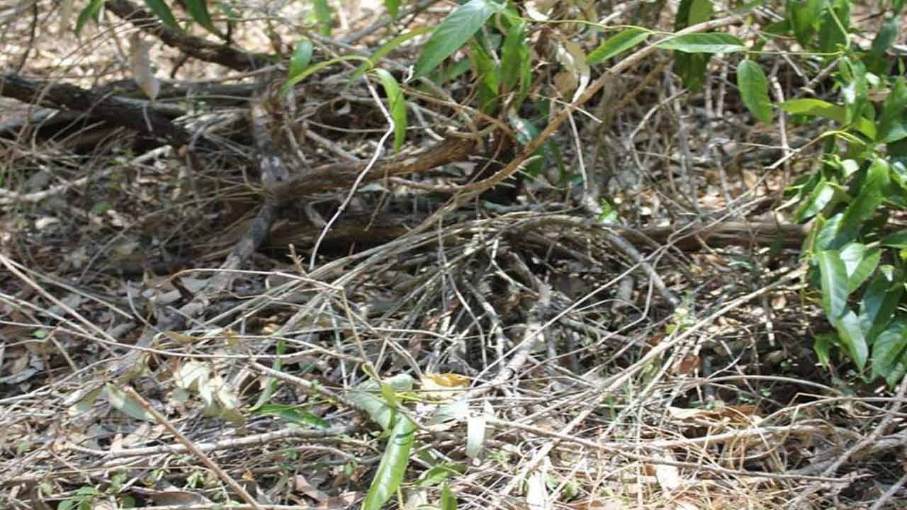 snake 1