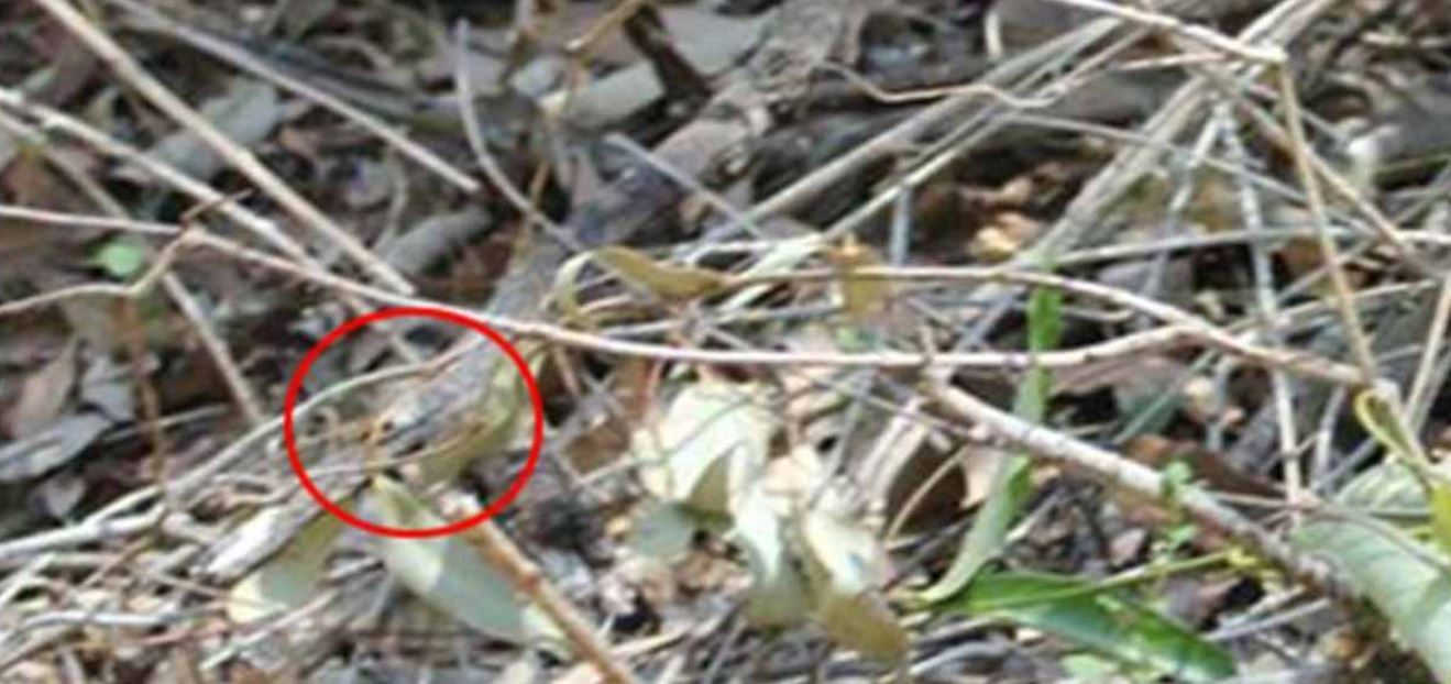 snake 2