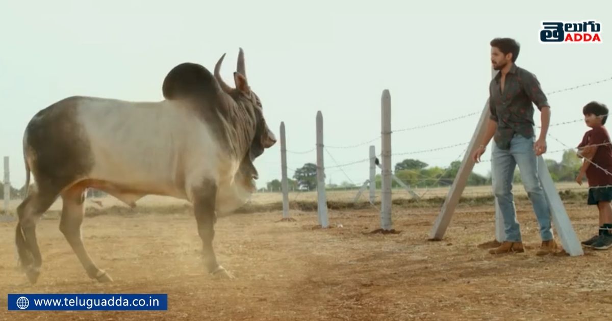 bangarraju movie ox scene