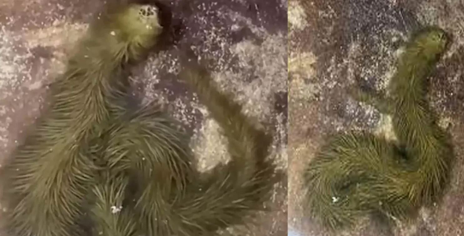puff snake 1