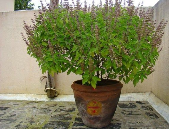 plants 1