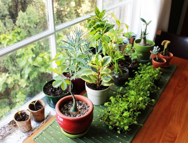 plants