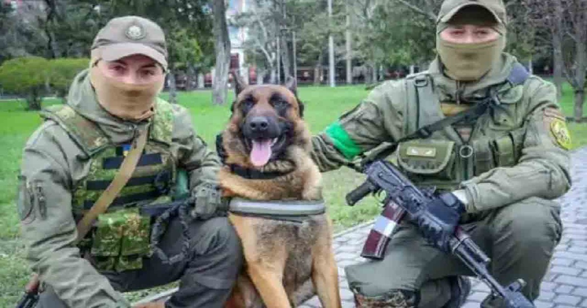russian dog
