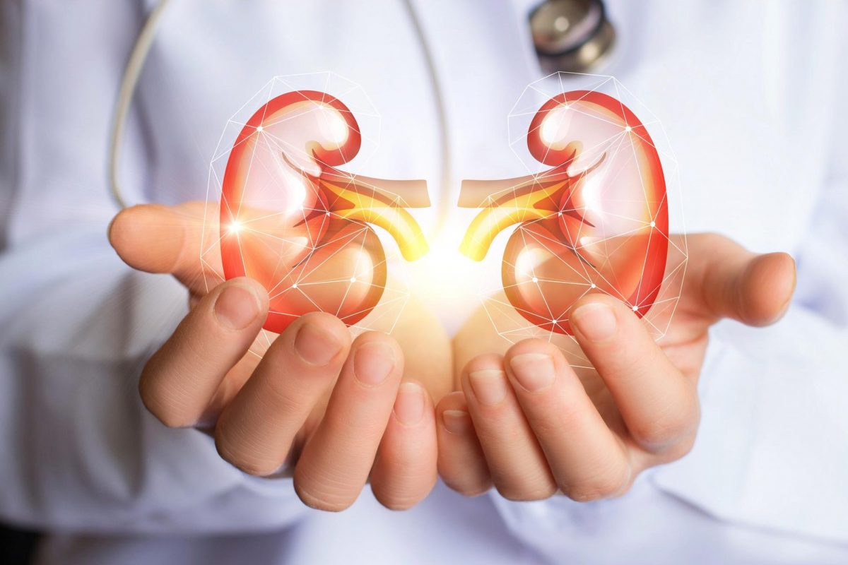 kidney 1