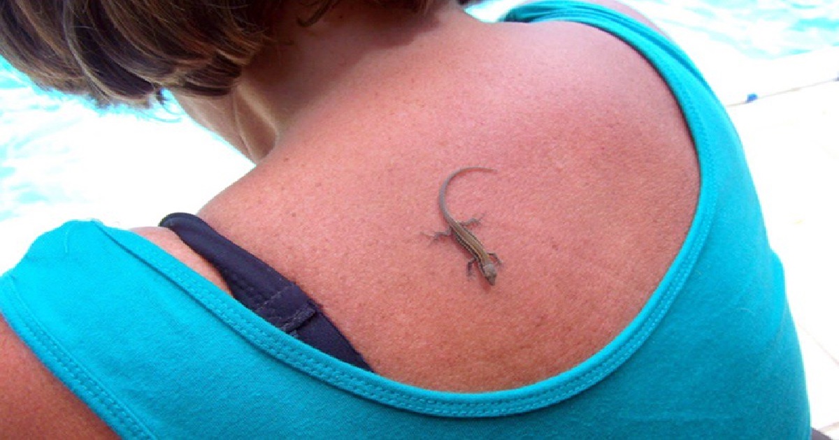 lizard 1
