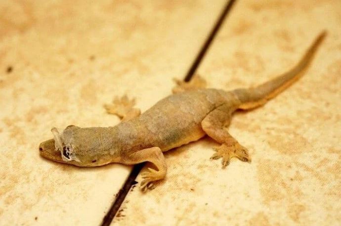 lizard
