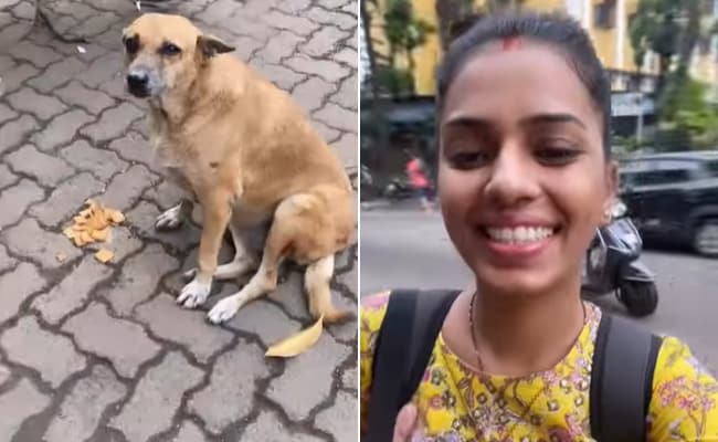 true incident about dog loyalty..