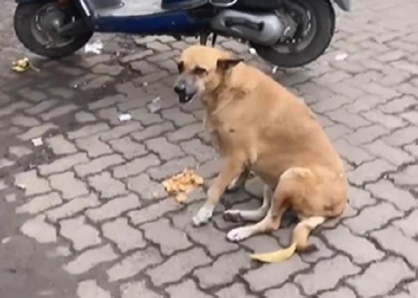 true incident about dog loyalty..