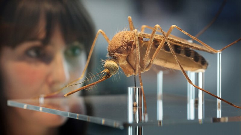 why some people are tend to mosquito magnets..!!