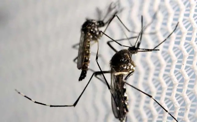 why some people are tend to mosquito magnets..!!