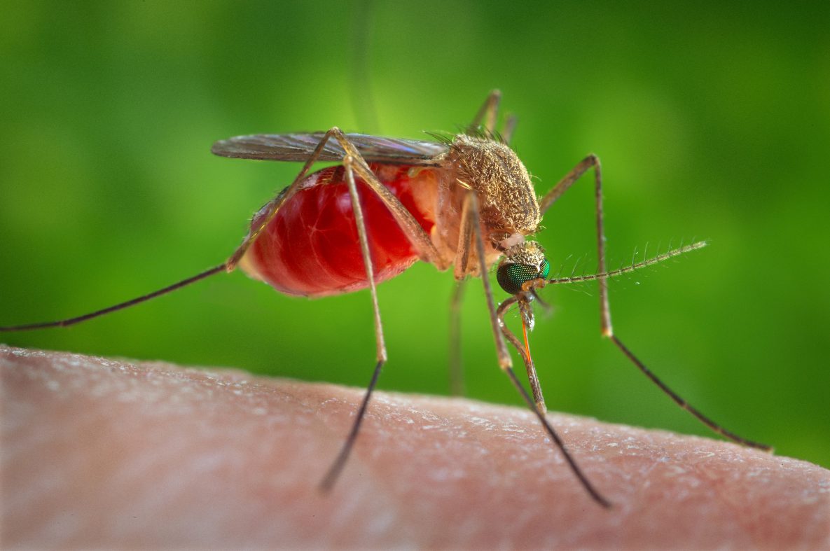 why some people are tend to mosquito magnets..!!