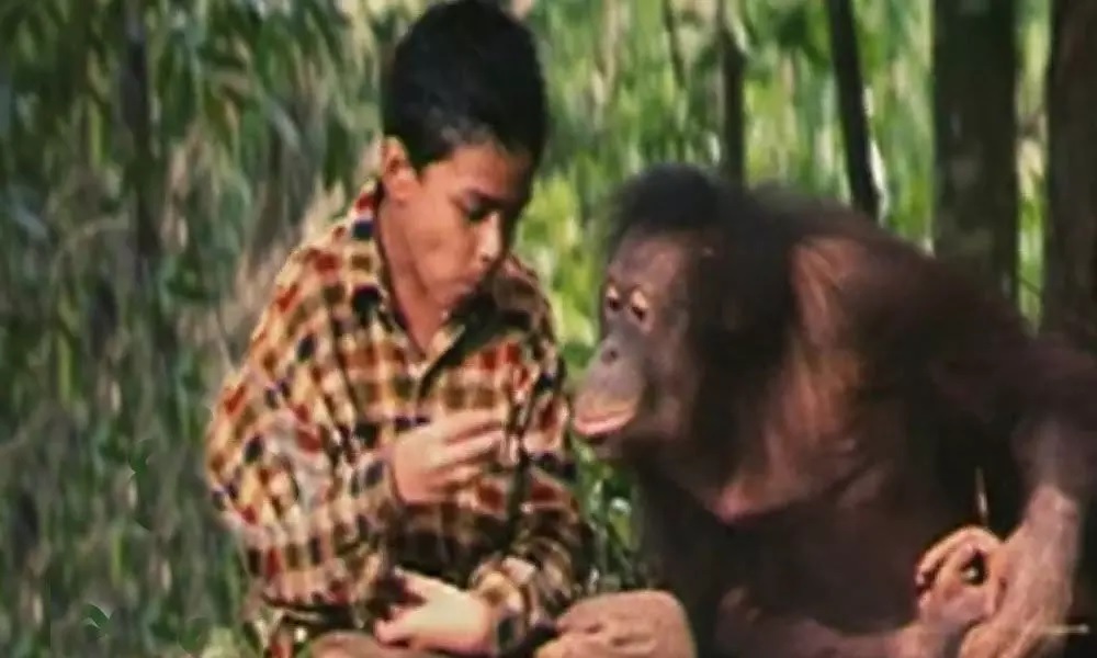 movies in which animals play key roles..
