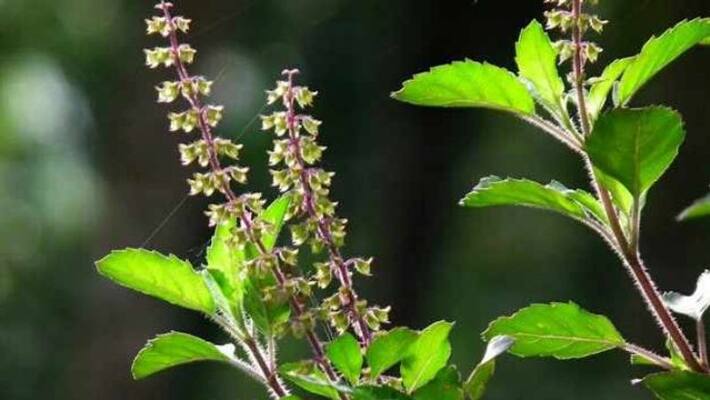 why turmeric and sindhoor not used in lord shiva rituals..