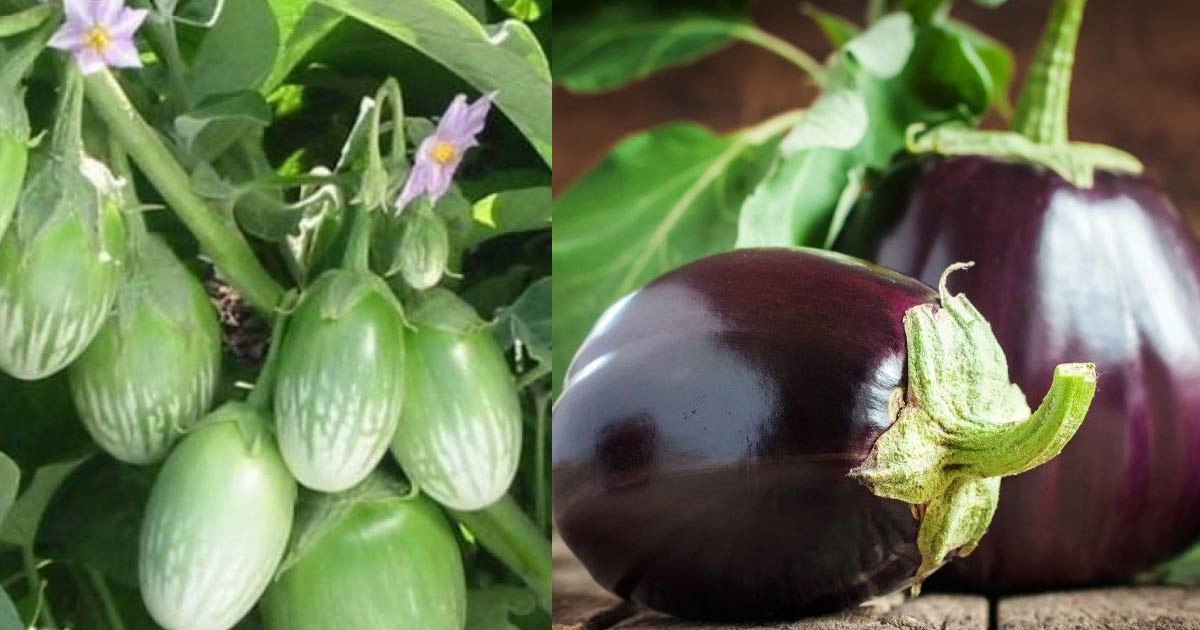 Brinjal-side-effects