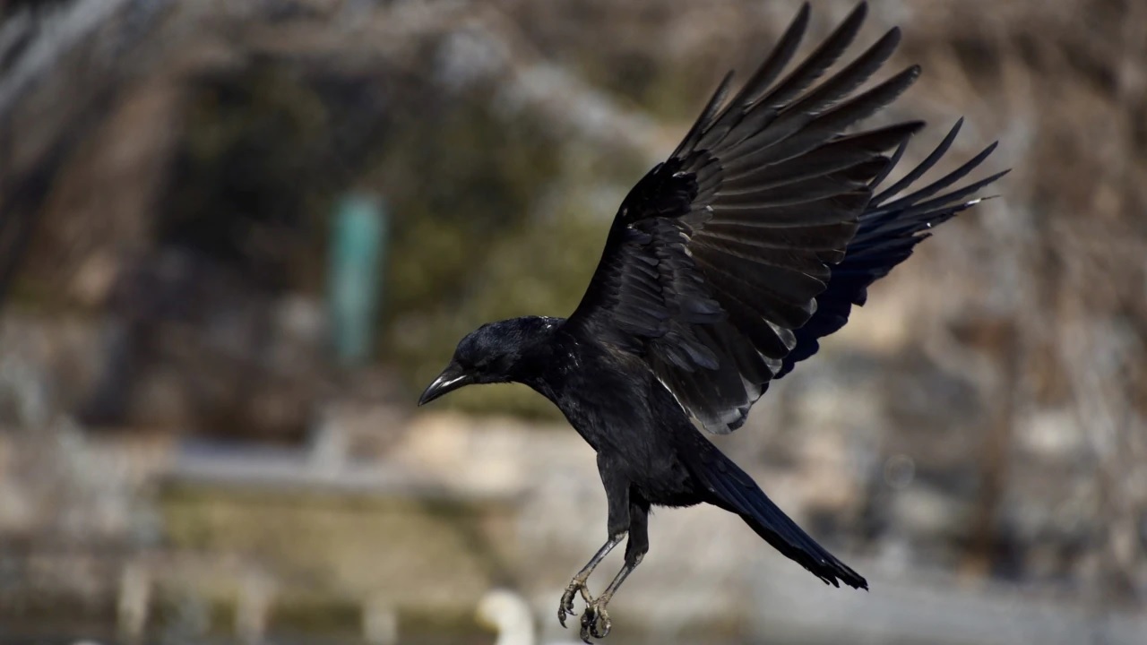 unknown facts about crow..!! 