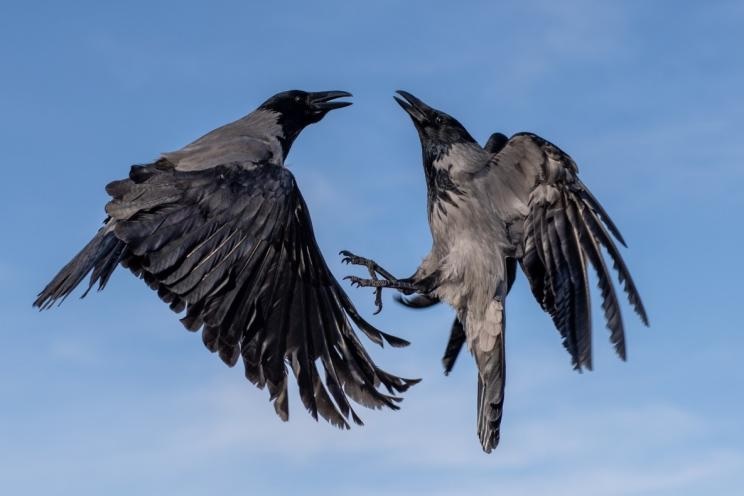 unknown facts about crow..!! 