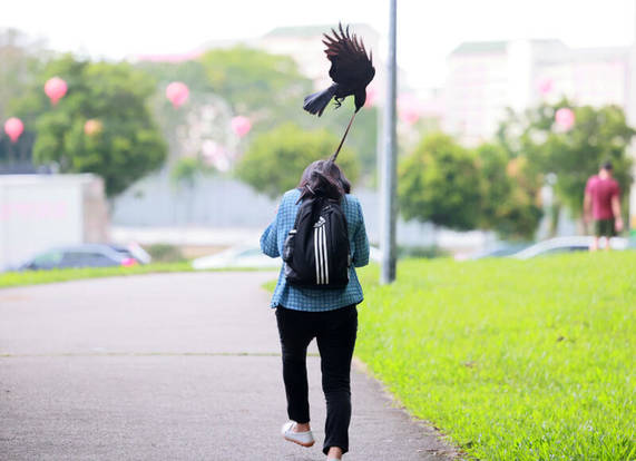 unknown facts about crow..!! 