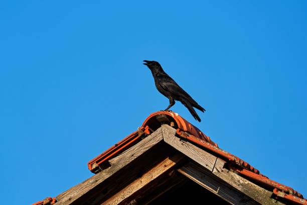 unknown facts about crow..!! 