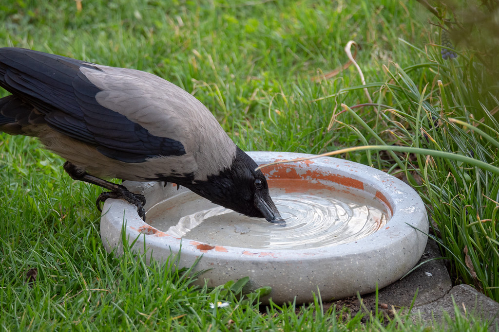 unknown facts about crow..!! 