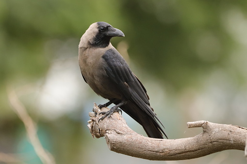 unknown facts about crow..!! 