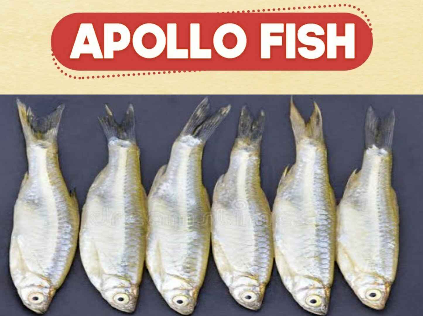 What are the Benefits of Apollo Fish: అపోలో చేపల వల్ల కలిగే లాభాలు: