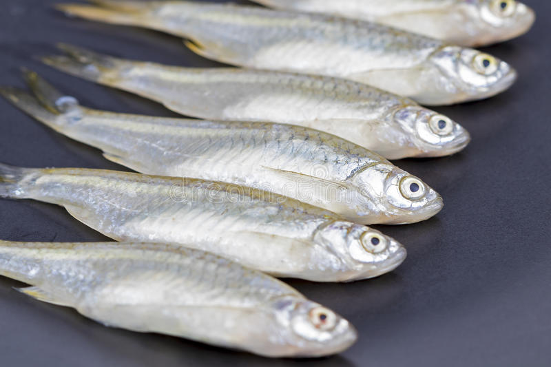 What are the uses of Apollo Fish అపోలో చేపల వలన కలిగే లాభాలు ఇవే..!