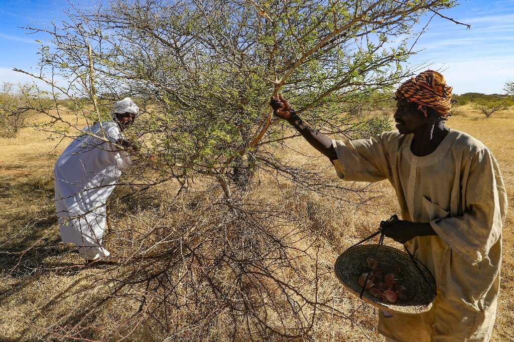 soft drink companys into trouble due to sudan war..