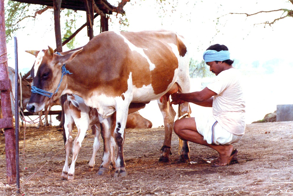 the details of aapadhbandhavudu movie bull fight..!!