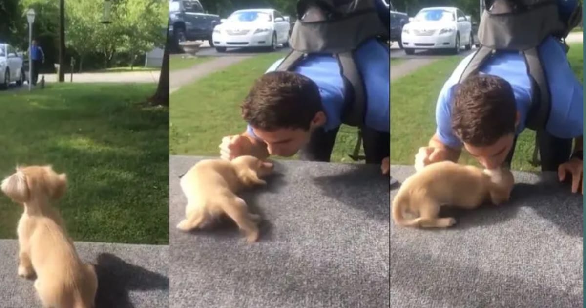 dogs love