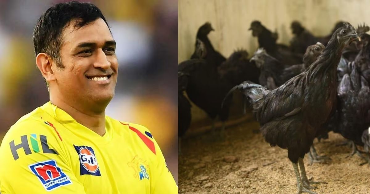 dhoni kadaknath chicken rates