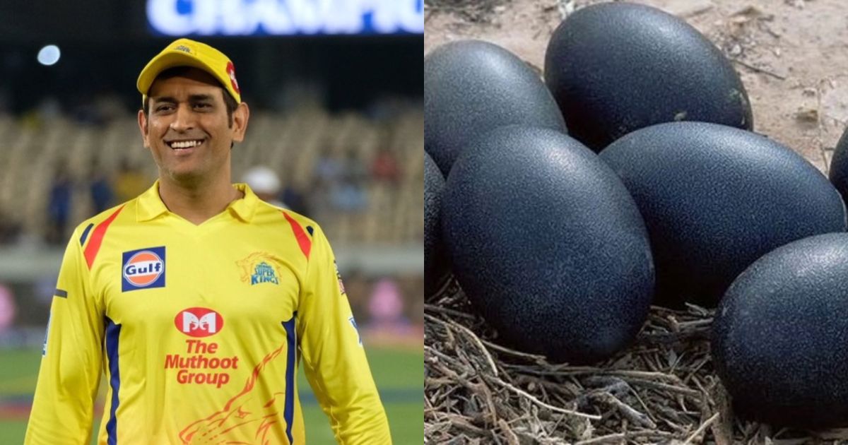 dhoni kadaknath chicken rates